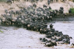 5 Days Kenya and Tanzania Safari