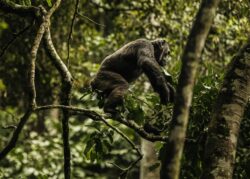 4 Days Rwanda Primates Tour of Gorillas and Chimpanzees