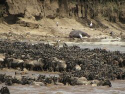 5 Days Kenya Wildlife Safari