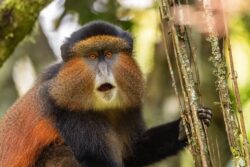4 Day Rwanda Tour with Gorilla and Golden Monkey Trekking