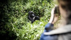 5 Days Gorilla Tracking Rwanda, Golden Monkeys and Lake Kivu Tour