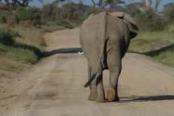4 Days Safari in Rwanda’s Akagera, Golden Monkeys and Bwindi Gorillas