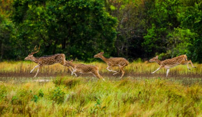Sundarban Tour Package from Kolkata – 2025 Spl Deal, Book Now!
