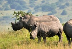 7 Days Trips to Rwanda with Gorilla Trekking and Akagera Big Five