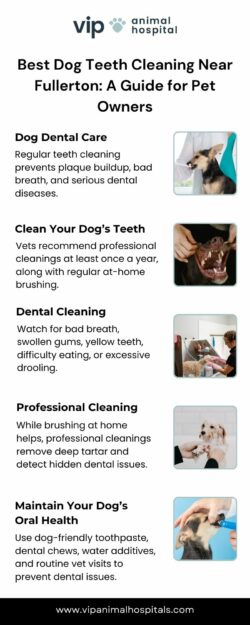 Get the Best Dog Teeth Cleaning Near Fullerton at VIP Animal Hospital