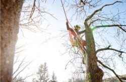 Tree Removal North Sydney