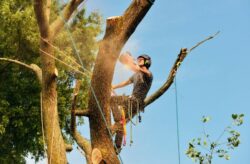 Tree Removal Eastern Suburbs Sydney