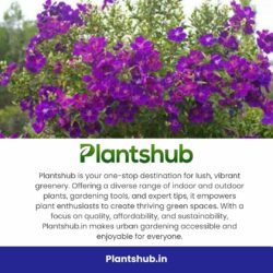 Best Site To Buy Plants Online In India | Trusted By Gardeners