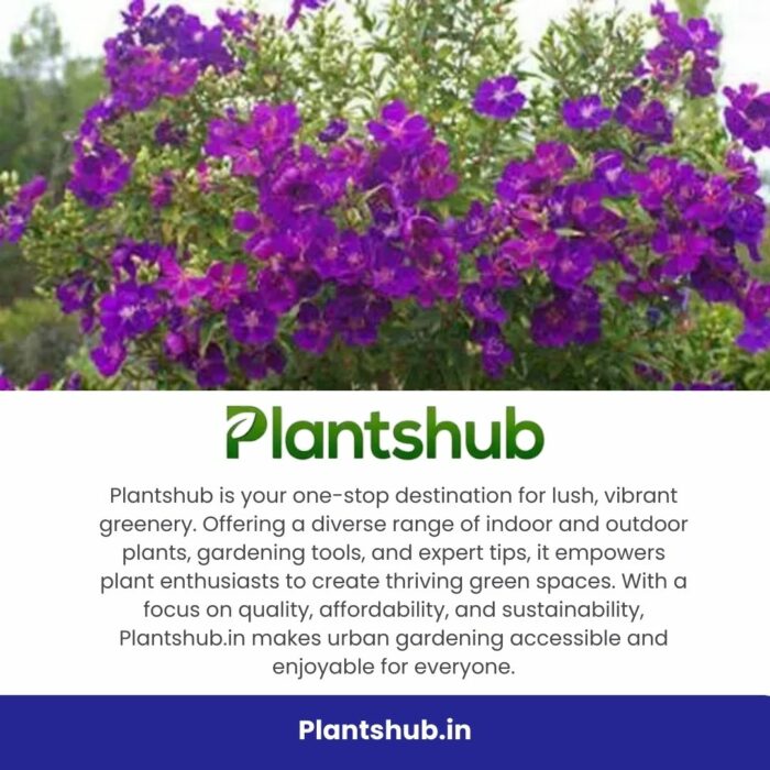 Best Site To Buy Plants Online In India | Trusted By Gardeners
