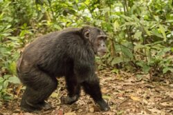 3 Day Rwanda Safari with Chimpanzee Trekking and Canopy Walk