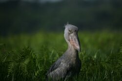 18 days Rwanda and Uganda birding safari
