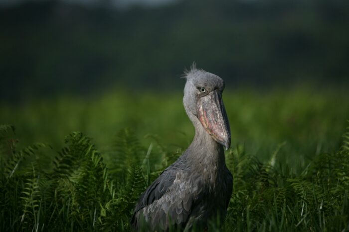 18 days Rwanda and Uganda birding safari