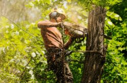 Arborist sydney