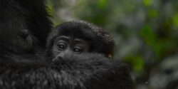 5 Days Gorilla Tracking Rwanda, Golden Monkeys and Lake Kivu Tour
