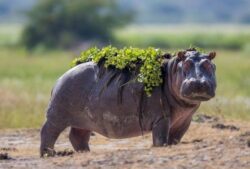3 Days Rwanda Safari to Akagera Big Five and Boat Safari