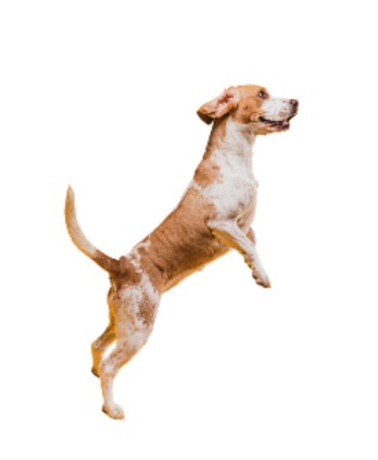 Top Dog-Friendly Hiking Trails for You and Your Pup