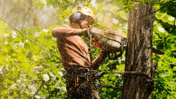 Stump Grinding Sydney