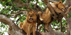 Best 7 Rwanda, Kenya, Uganda and Tanzania Parks to Visit on African Safari