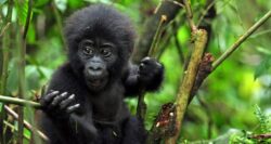 7 Days Gorilla Tracking Rwanda and Tanzania Safari