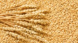 Global wheat exporter