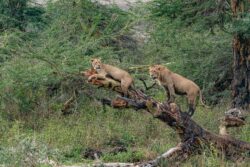 Ngorongoro Crater The Predator’s Haven in Tanzania Wildlife