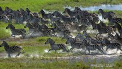 Top 7 Reasons to Experience Botswana’s Zebra Migration on African safari