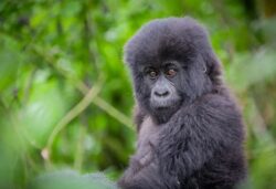Best Tips for Gorilla Safari Rwanda for Primate Lovers