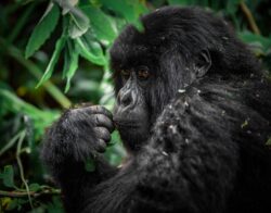 4 Day Best of Gorilla Tracking Rwanda
