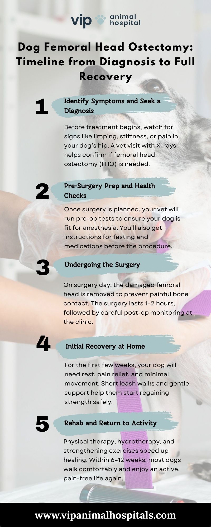 Dog Femoral Head Ostectomy: A Lifesaving Procedure at VIP Animal Hospital