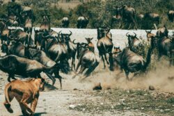 Best Reasons for Famous Serengeti Safari in Tanzania