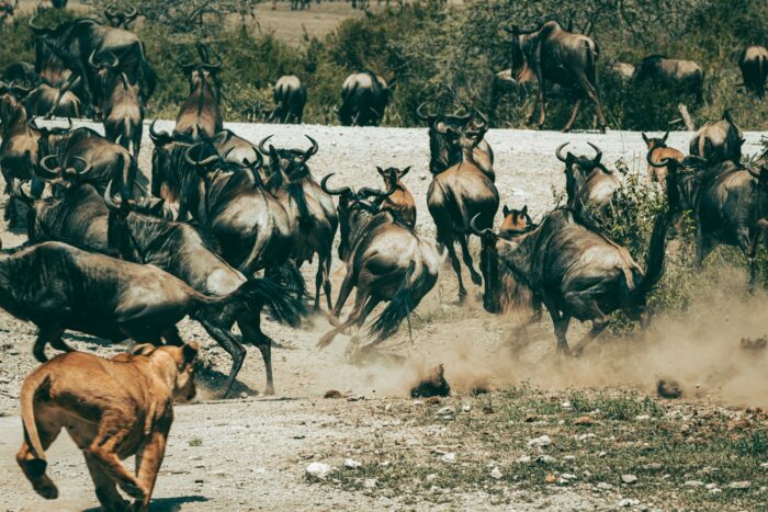Best Reasons for Famous Serengeti Safari in Tanzania