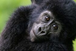Best 8 Solo Rwanda Safari Tours Activities