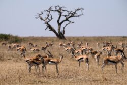 Best Tanzania Safaris Now for a Safari Tour