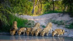 Best Time for Specific Events on Tanzania Safari