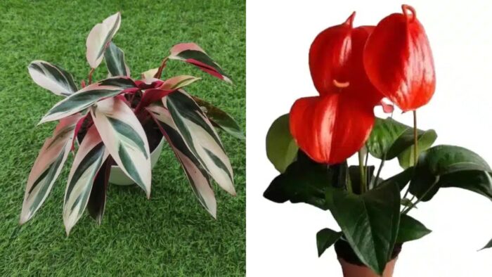 Aloe Vera Plants and Anthurium: The Perfect Duo for Your Home