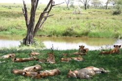 Top 7 predator experiences on Tanzania safari holiday