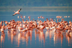 Top Things to Do on Best Tanzania Safaris in Lake Manyara Park