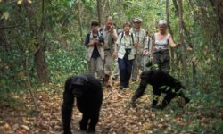 Top Things to Do on Tanzania Tours in Mahale National Park