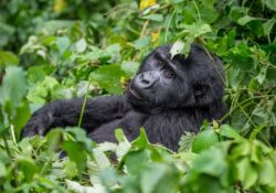 Top Tips for Gorilla Tracking Uganda