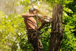 Arborist Sydney
