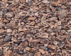 Cacao: The Superfood Packed with Health and Wellness Benefits
