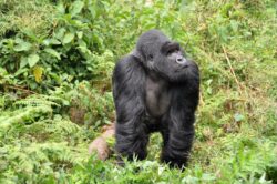 3 Days Gorilla and Golden Monkey Trekking Rwanda Tour