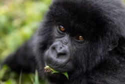 4 Days Luxury Gorilla Tracking Rwanda Tour