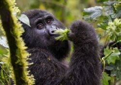 5 Days Rwanda Tour of Twin Lakes, Bisoke and Bwindi Gorillas