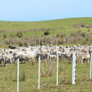 Strong and Stylish PVC Fence Solution Made for Your Property in Australia