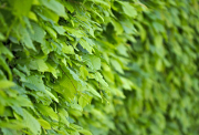 Premium Melbourne Indoor Plants – Freshen Up Your Space Today!