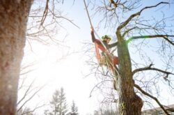 Tree Removal North Sydney
