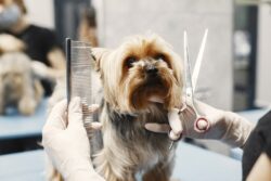 Why Pet Grooming is Essential for Your Cat’s Well-Being?
