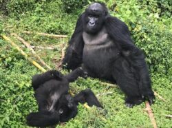 Best Facts About Rwanda Gorillas That Makes Them Special