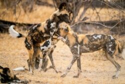 Best Reasons Why African Safari Tanzania Is a Must-Do